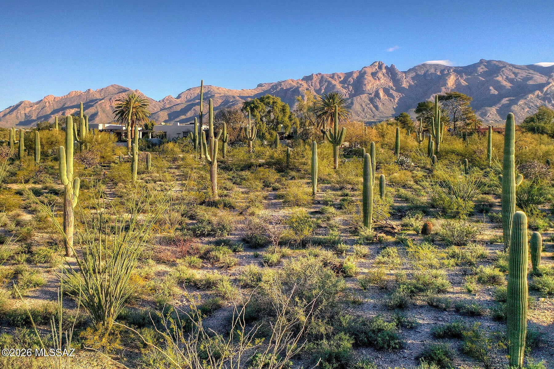 Catalina Foothills Estates - Land