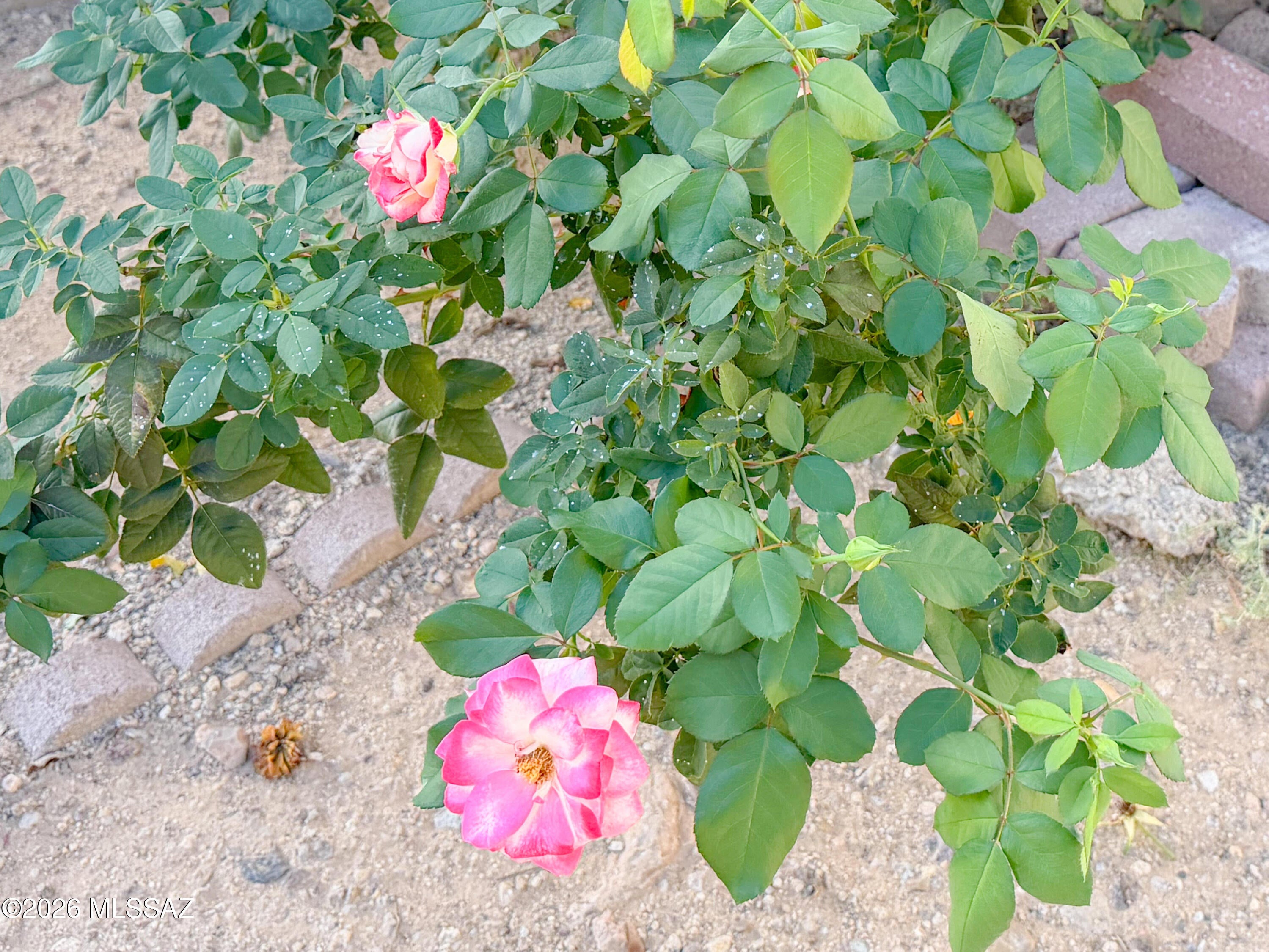 Tucson Mountain Sanctuary (1-154) - Residential