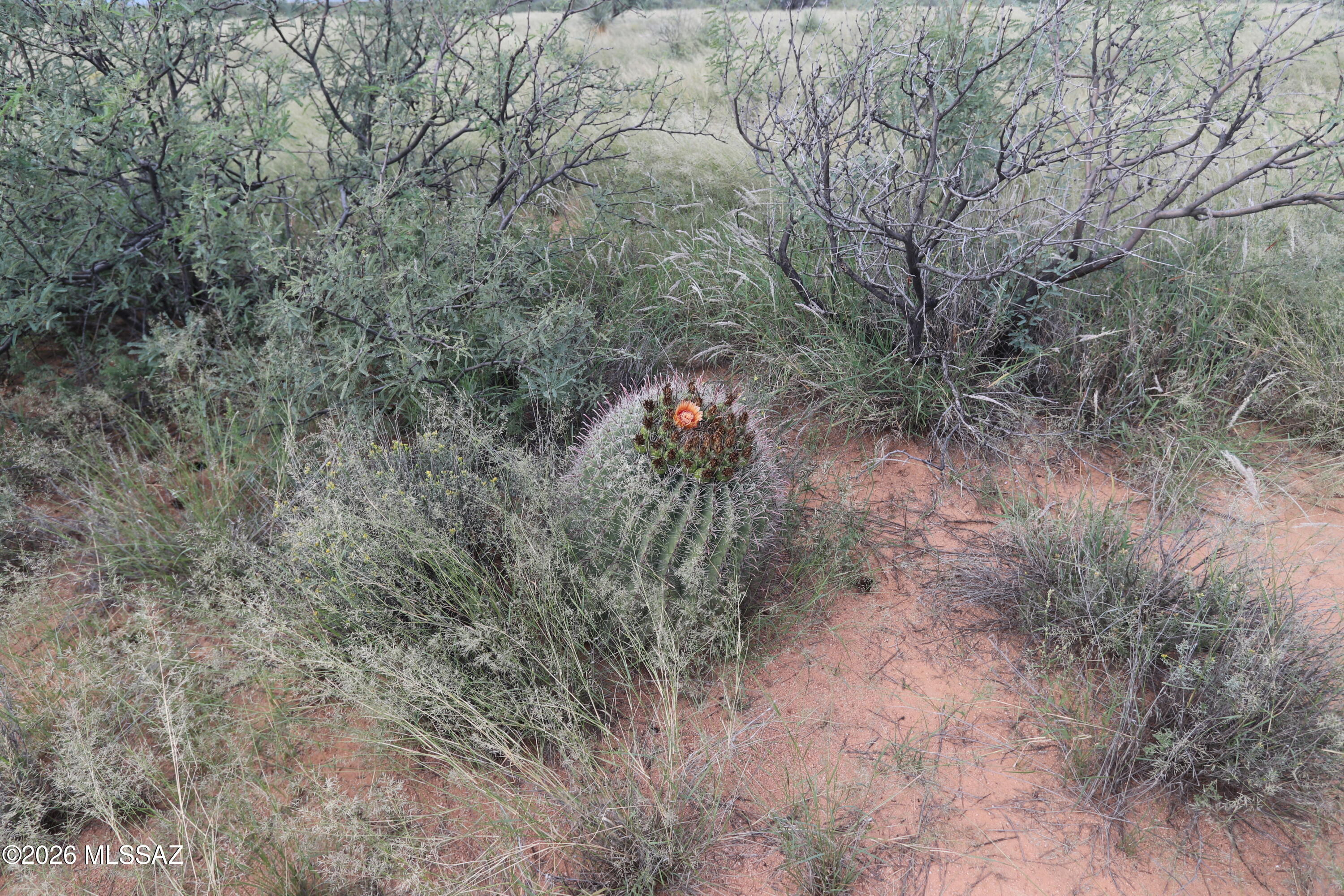Dragoon Mountain Ranch - Land