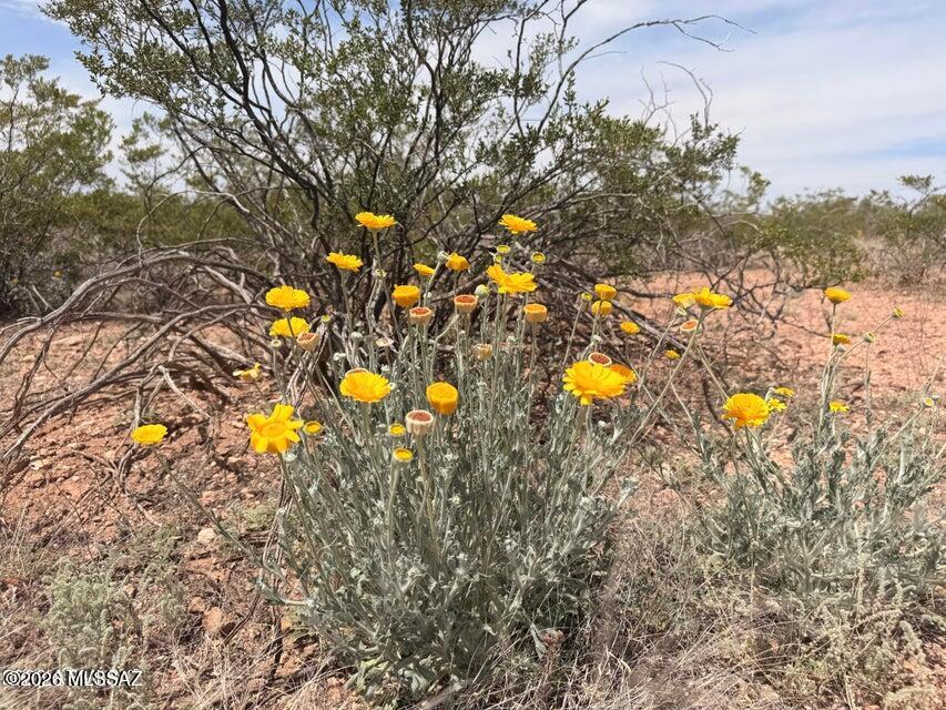 Out Of Pima County - Land