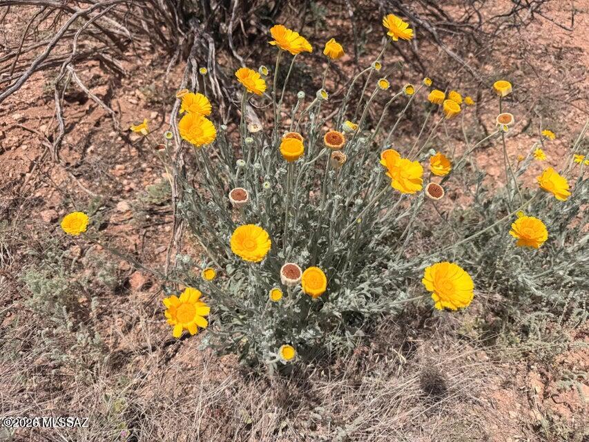 Out Of Pima County - Land