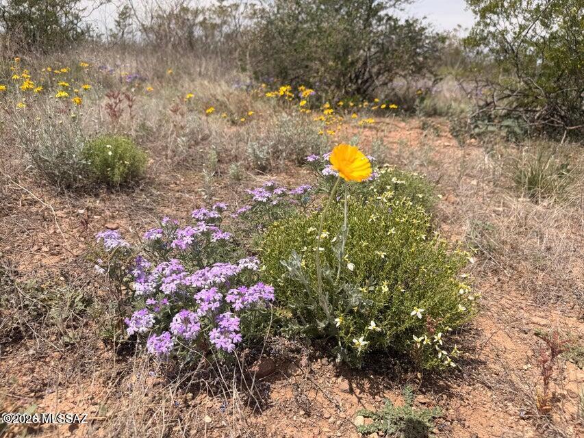 Out Of Pima County - Land